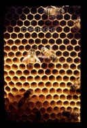 BeesLoRes